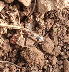 Cymindis andreae