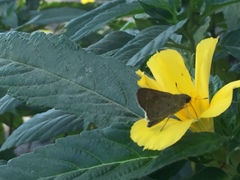 Pelopidas mathias mathias