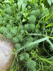 Myriophyllum aquaticum