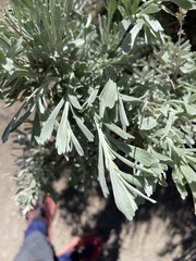Artemisia tridentata tridentata