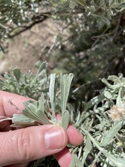 Artemisia tridentata tridentata