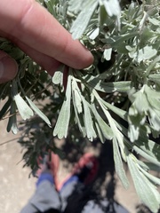 Artemisia tridentata tridentata