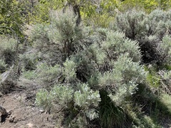 Artemisia tridentata tridentata