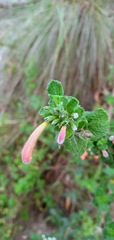 Clinopodium tomentosum