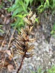 Oenothera argillicola