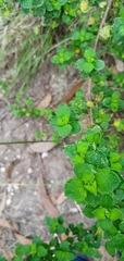 Clinopodium tomentosum
