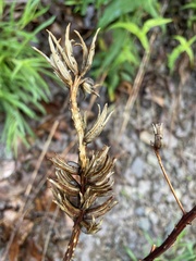 Oenothera argillicola