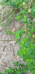 Clinopodium tomentosum