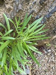 Oenothera argillicola