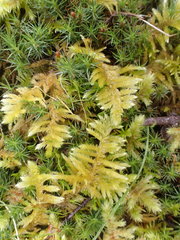 Homalothecium megaptilum