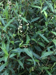 Persicaria praetermissa