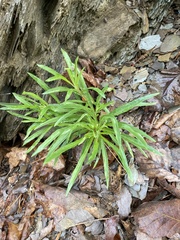 Oenothera argillicola