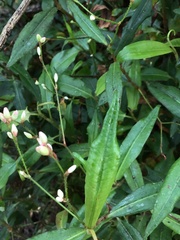 Persicaria praetermissa
