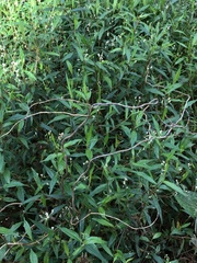 Persicaria praetermissa