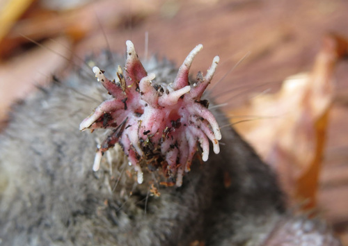 Star-nosed Mole