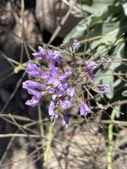 Phoenicaulis cheiranthoides