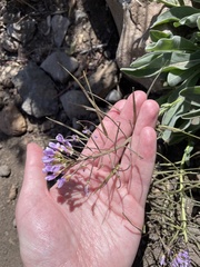 Phoenicaulis cheiranthoides