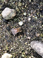 Apis mellifera