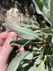 Phoenicaulis cheiranthoides