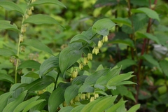 Polygonatum biflorum commutatum