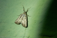 Oncocnemidinae