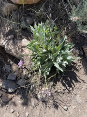Phoenicaulis cheiranthoides