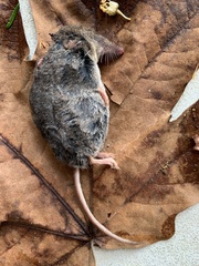 Sorex vagrans