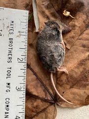 Sorex vagrans