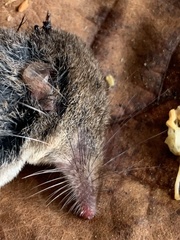 Sorex vagrans