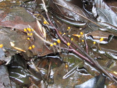 Mitrula lunulatospora