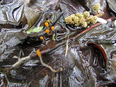 Mitrula lunulatospora