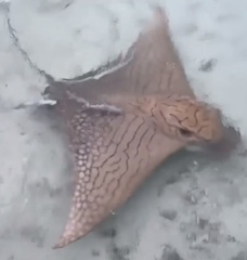 Aetomylaeus vespertilio