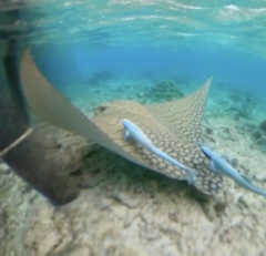 Aetomylaeus vespertilio