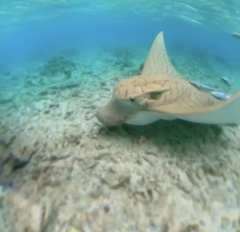 Aetomylaeus vespertilio