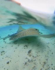 Aetomylaeus vespertilio