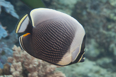 Chaetodon reticulatus