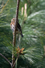 Glaucidium sanchezi