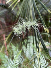 Echinopogon