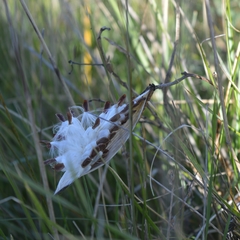 Asclepias mellodora