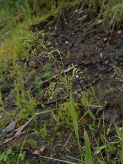 Luzula parviflora