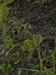 Luzula parviflora