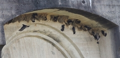 Petrochelidon pyrrhonota