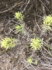 Castilleja thompsonii