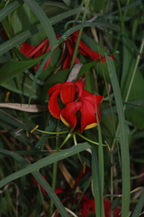 Gloriosa