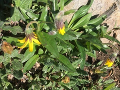 Arnica griscomii