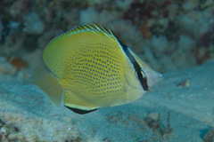 Chaetodon citrinellus