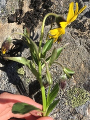 Arnica griscomii