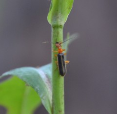 Podabrus brunnicollis