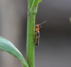 Podabrus brunnicollis