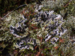 Peltigera hymenina